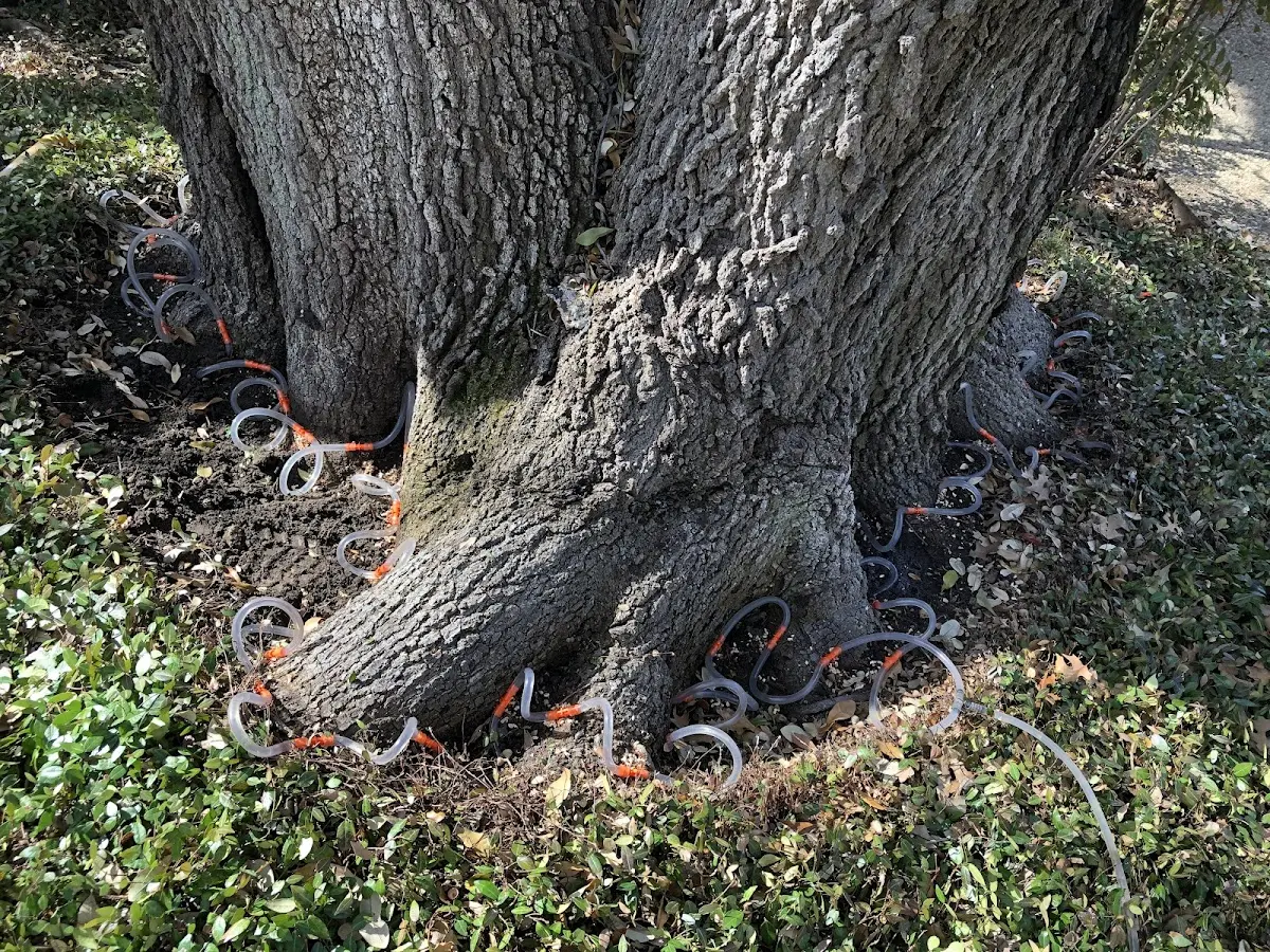 Detailed Tree Cabling and Bracing job site in Sierraville