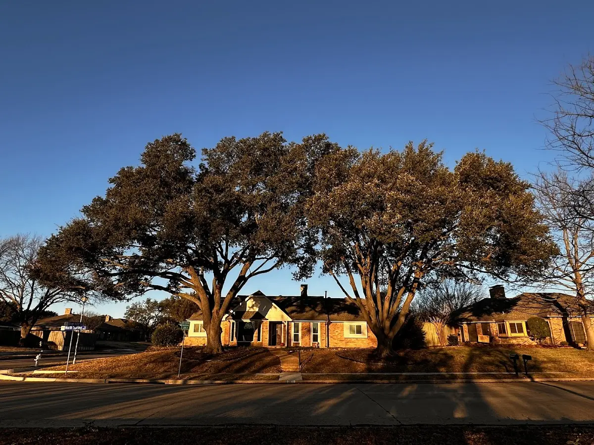 Established residential canopy tree shading a home in Sierraville
